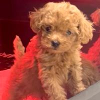 Cuccioli Barboncini Mini Toy Red