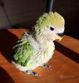 Pullo di Inseparabile