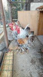 Gallo ,gallina legbar (uova blu)singolo o coppia