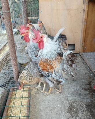 Gallo ,gallina legbar (uova blu)singolo o coppia