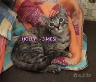 Gattine Gattini aspettano famiglia e tanto affetto