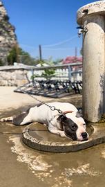 Amstaff femmina