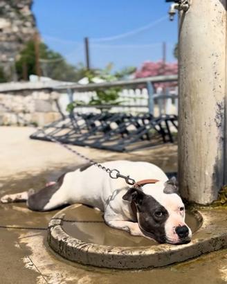 Amstaff femmina