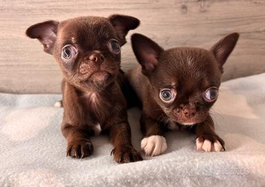 Cuccioli di chihuahua con pedigree