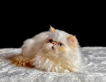 Cucciolo Persiano
