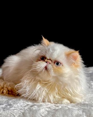 Cucciolo Persiano