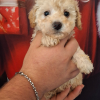 Cucciola di barboncino femmina