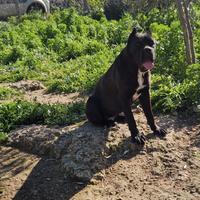 Cane corso