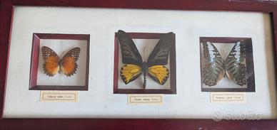 Quadro con farfalle