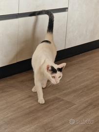 Gatto europeo 3 anni