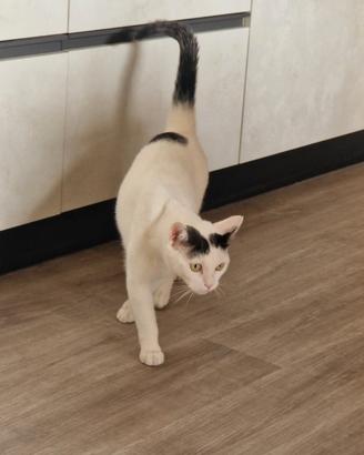Gatto europeo 3 anni