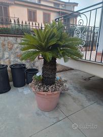 cycas piante altezza 1,50