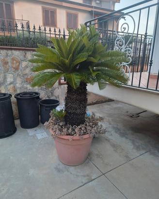 cycas piante altezza 1,50
