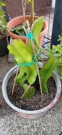 pianta di pitaya