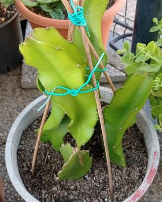 pianta di pitaya
