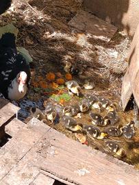 Amanti animali da cortile