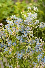 Myosotis palustris - Pianta laghetto e minipond