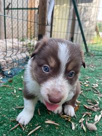 Cuccioli di border collie