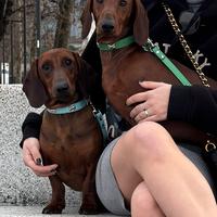 Bassotto per accoppiamento