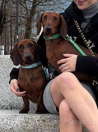 Bassotto per accoppiamento