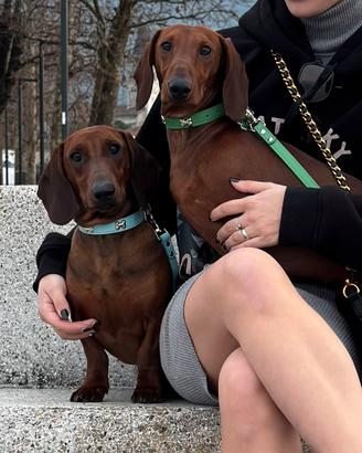 Bassotto per accoppiamento