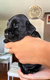 Cocker spaniel inglese