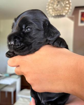 Cocker spaniel inglese