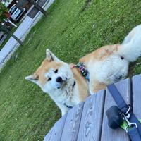 Akita inu a titolo gratuito