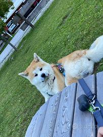 Akita inu a titolo gratuito