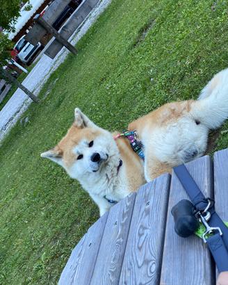 Akita inu a titolo gratuito