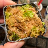 Utricularia Reniformis