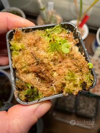 Utricularia Reniformis