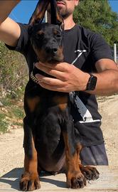 Dobermann