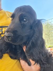 maschio cocker spaniel inglese