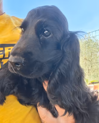 maschio cocker spaniel inglese