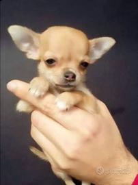 Chihuahua ciuaua civava toy