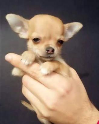 Chihuahua ciuaua civava toy