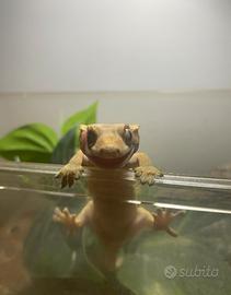 Animal