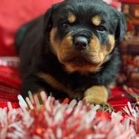 Cucciola rottweiler con pedigree