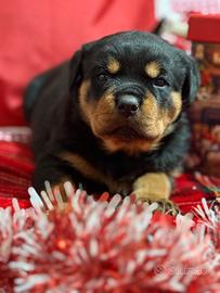 Cucciola rottweiler con pedigree