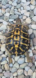 Testudo hermanni hermanni