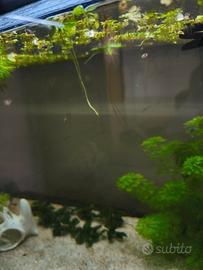 Avannotti Guppy