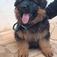 Cucciola pastore tedesco a pelo lungo