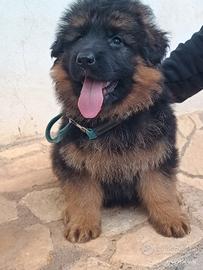 Cucciola pastore tedesco a pelo lungo