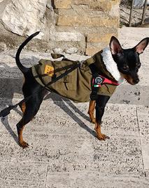 Pincher femmina monta