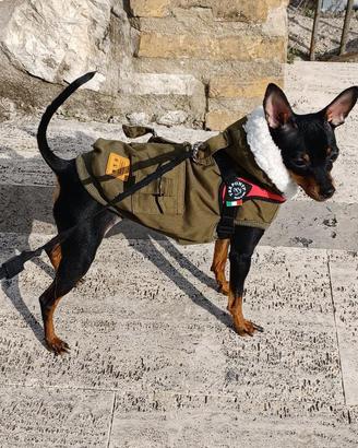 Pincher femmina monta