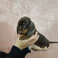 Bassotto kaninchen femmina