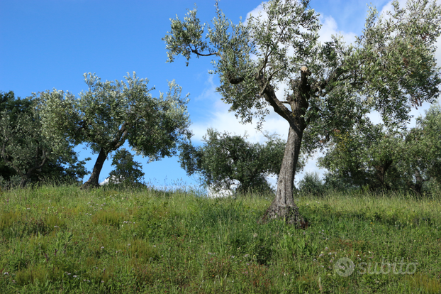 Terreno agricolo a casale marittimo