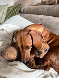 Cuccioli di bassotto nano/kaninchen