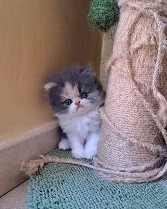 Gattina persina